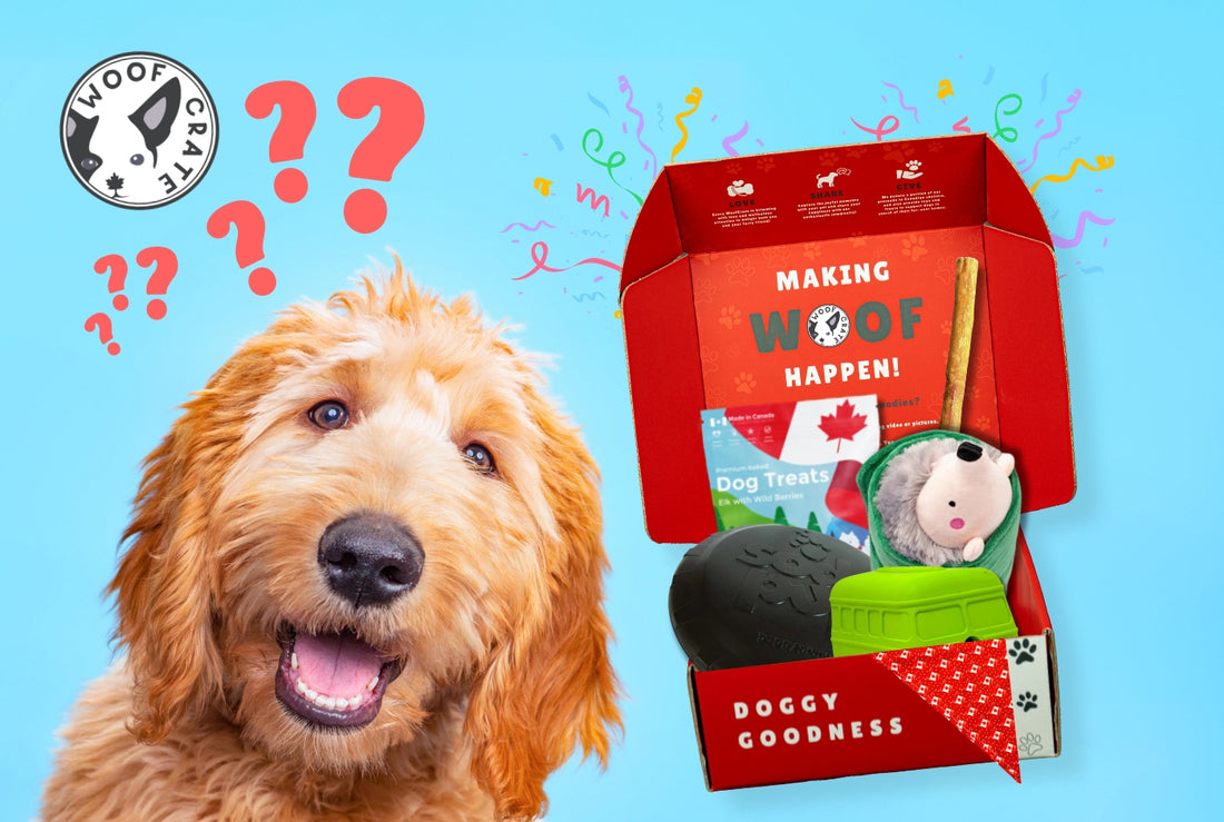 Are Dog Subscription Boxes Worth It?