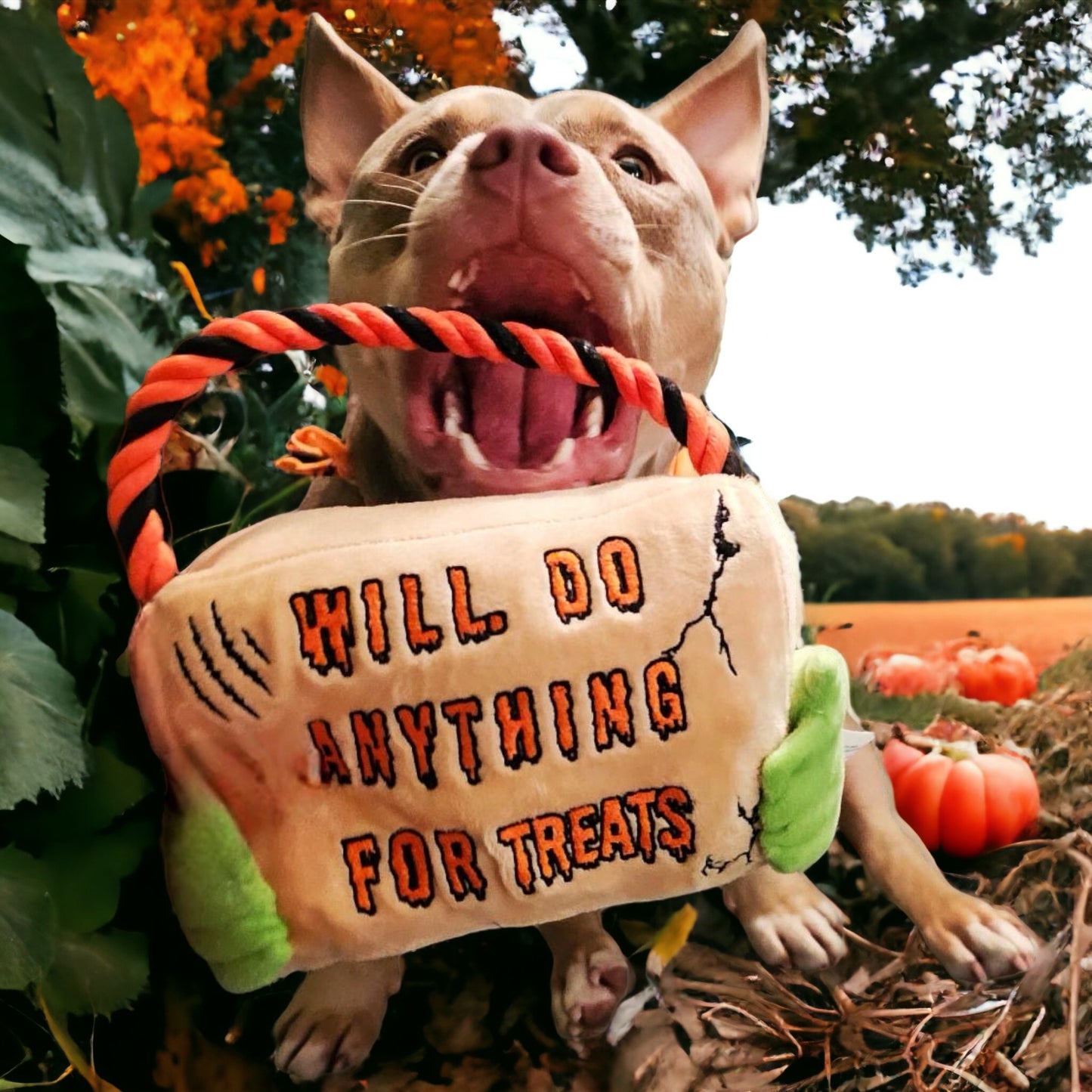 Halloween Themed Dog Box