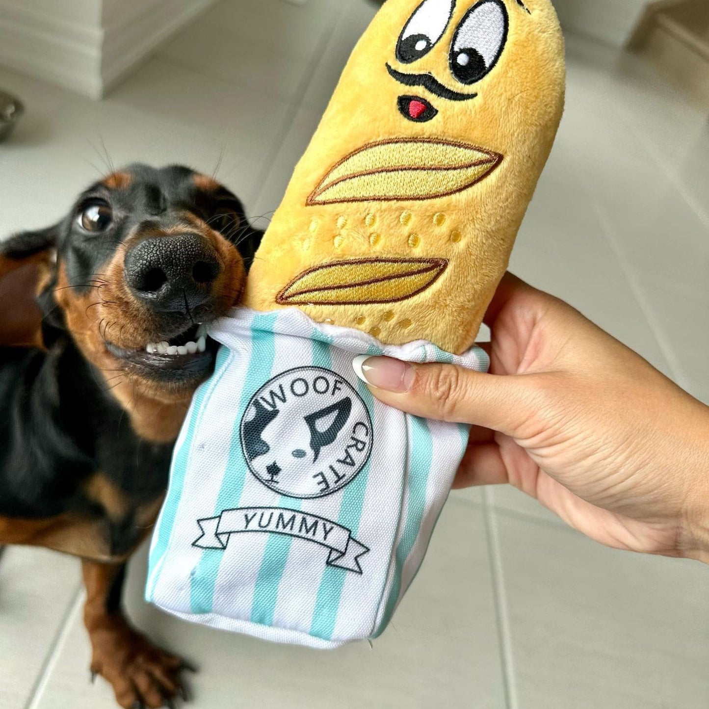 plush baguette being given to a dachshund dog.