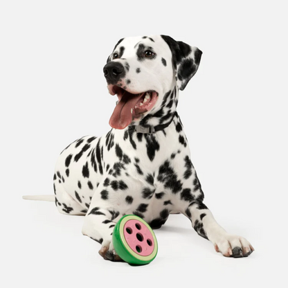 Dalmation laying with watermelon dog toy